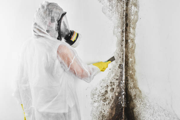 Best Black Mold Removal  in Garden City Park, NY