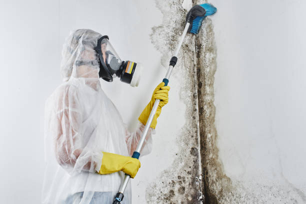 Best Mold Cleaning Services  in Garden City Park, NY