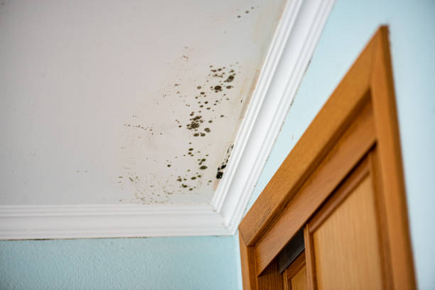 Best Toxic Mold Removal  in Garden City Park, NY