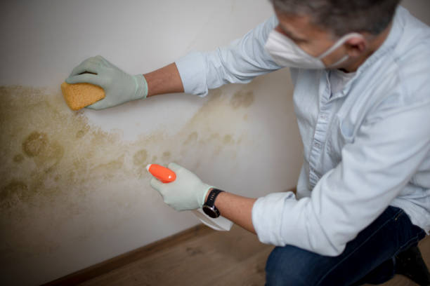 Best Black Mold Removal  in Garden City Park, NY