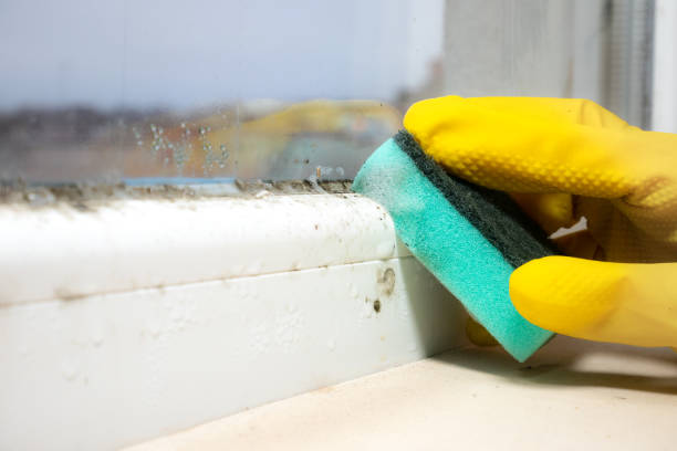 Garden City Park, NY Mold Removal Company