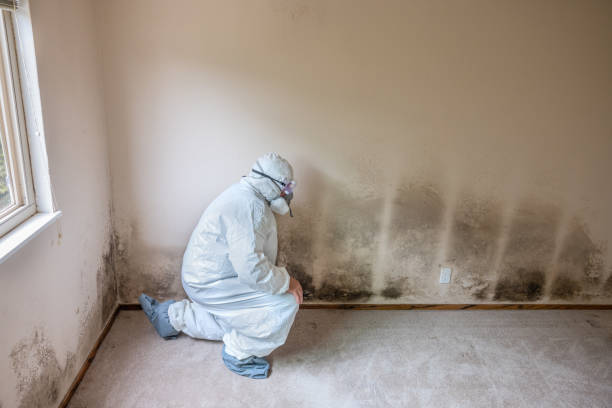 Best Residential Mold Removal  in Garden City Park, NY