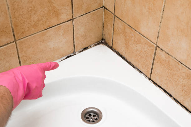 Best Professional Mold Removal  in Garden City Park, NY